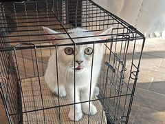 -宠颐生斯嘉宠物医院·急重症·心内科(谷阳北路分院)