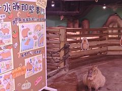 -正佳雨林生态植物园