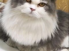 -宠颐生宠物医院·异宠猫科内科·诊疗中心宠巢店