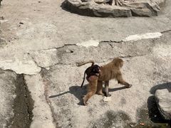 -上海野生动物园