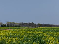 -西京湾花海