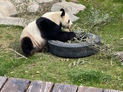 -上海野生动物园