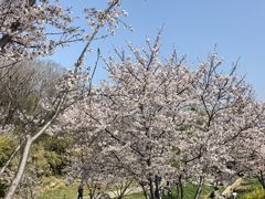 -羊山湖公园