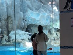 -帝企鹅自助餐厅•儿童岛•真企鹅(长隆企鹅酒店)