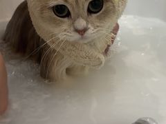 -momokira米努特·德文卷毛猫·棉花面纱犬