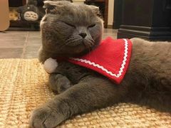 -申普宠物医院·眼科·心内科·影像科(普陀分院)
