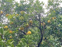 -昆山城市生态森林公园