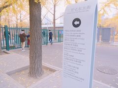 -三里屯东五街银杏大道