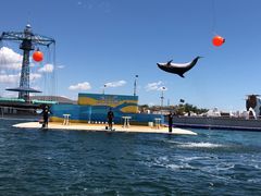 -秦皇岛乐岛海洋王国