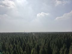 -黄海国家森林公园