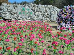 -南京老山国家森林公园