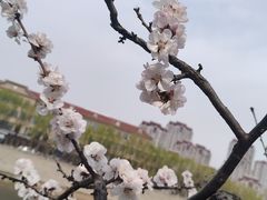 -桃花堤公园