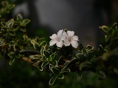 -溪岸路花鸟市场
