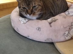 -滚猫咖啡·猫咖·猫友好撸猫(未来城店)