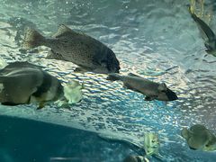 -上海海洋水族馆