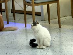 -喵园·猫主题咖啡厅·撸猫·猫咖(国贸店)