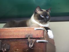 -猫咪博物馆(顶澳仔猫街店)