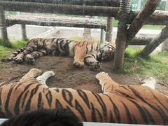 -西霞口神雕山野生动物世界