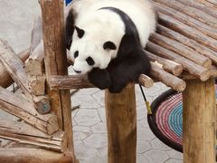 -沈阳森林动物园