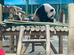 -栾川竹海野生动物园