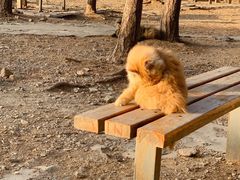 -北京西山国家森林公园