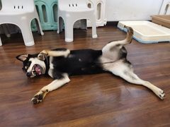 -柯斗斗主题餐厅·狗咖·围炉煮茶·茶饮(国瑞升平里店)