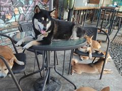 -柴犬高等学院·狗咖·柴犬售卖·宠物训练