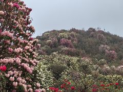 -贵州百里杜鹃风景名胜区