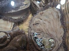 -徐记海鲜(南油永新汇店)