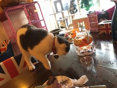 -名猫咖啡馆·撸猫·拼豆