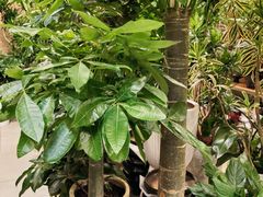 -双季花艺园艺市场(浦东店)
