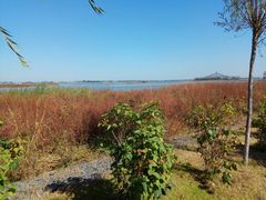-呼兰河口湿地公园