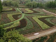 -杭州湾海上花田景区