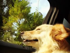 -北京赛佳动物医院