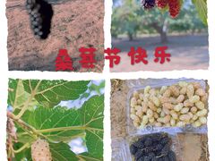 -御林古桑园