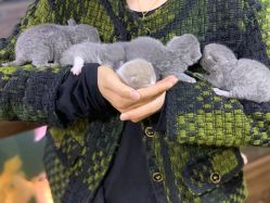 -青木造型HAIR·あおき髪を刈る潮人店