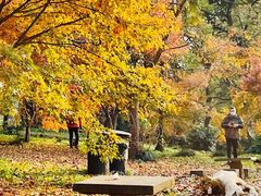 -上海共青森林公园