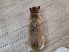 -李小姐の猫咖啡馆(五角场店)