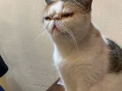 -猫小院猫主题餐厅(南锣旗舰店)