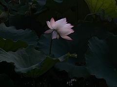-桂湖森林公园