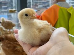 -怪兽屋·羊驼·猫咖·狗咖(俊华广场店)