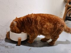 -猫友咖啡店(玉林西路店)