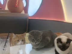 -喵园·猫主题咖啡厅·撸猫·猫咖(国贸店)