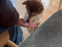 -柴の食堂·日式家庭料理·熊之肆(大学路店)