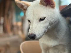 -柴犬高等学院·狗咖·柴犬售卖·宠物训练
