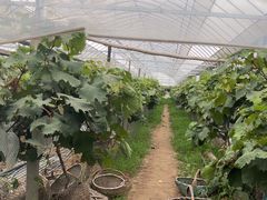 -马陆小张葡萄园农家乐