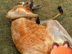 -泉州海丝野生动物世界