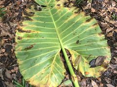 -武吉知马自然保护区