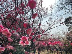 -无锡梅园公园
