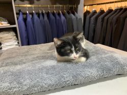 -ChenV西服礼服高级定制(市区养育巷店)